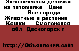 Экзотическая девочка из питомника › Цена ­ 25 000 - Все города Животные и растения » Кошки   . Смоленская обл.,Десногорск г.